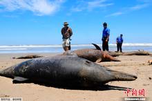 秘魯海岸近千海豚擱淺后死亡 原因不明