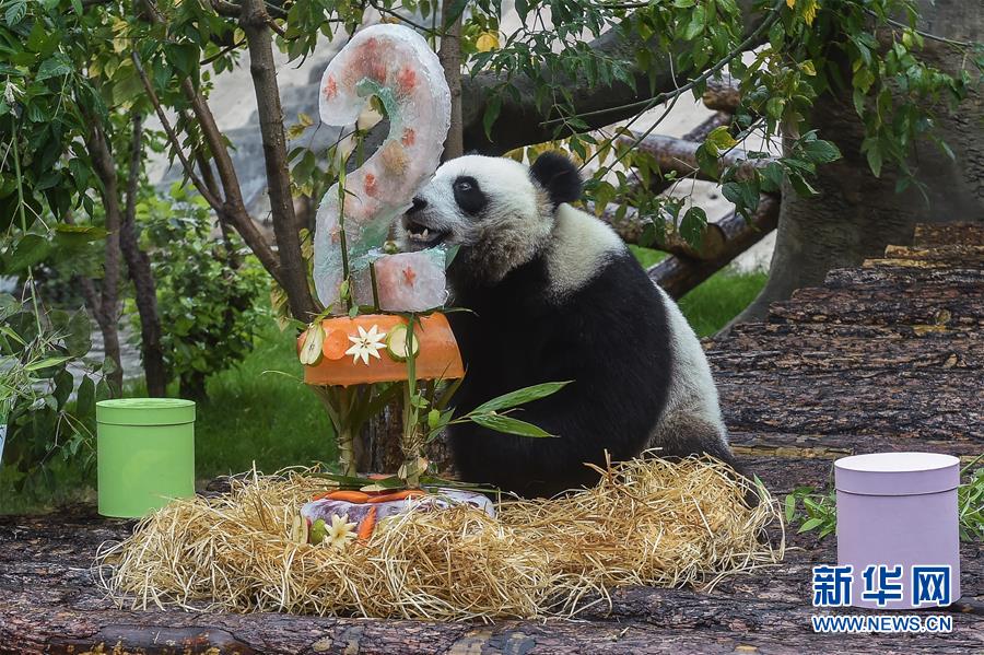 （國際）（3）莫斯科動物園為大熊貓“如意”和“丁丁”慶生