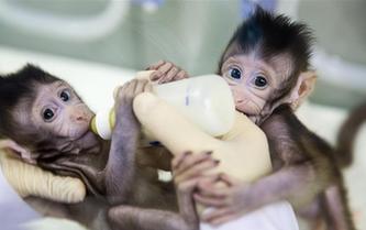 重大突破！兩只克隆猴在中國誕生