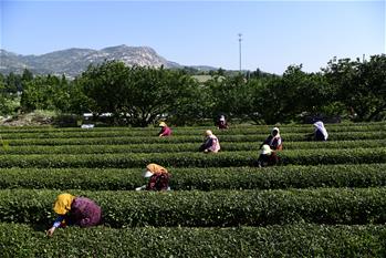 青島：采茶嶗山下