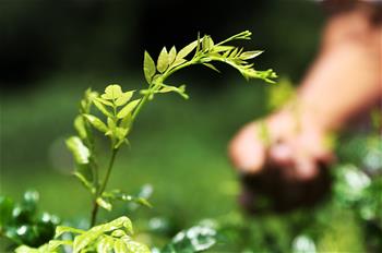 重慶黔江：藤蔓長(zhǎng)成致富茶